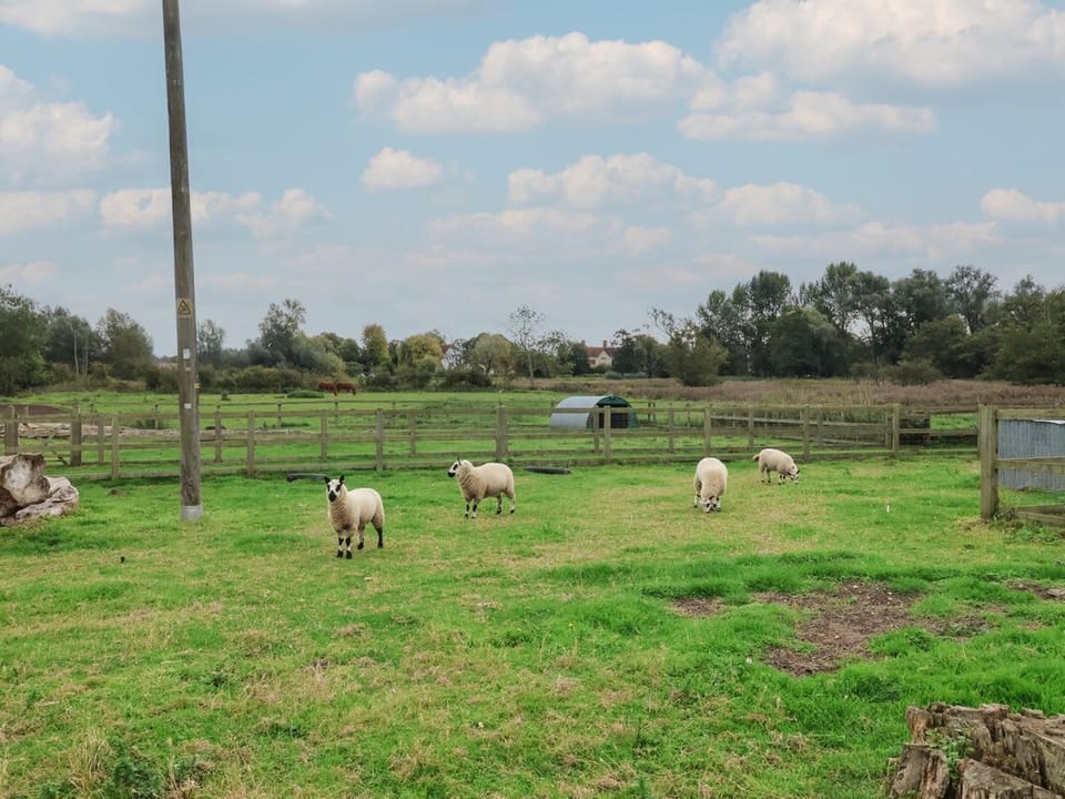 Carabelle (Cow Shed 7)