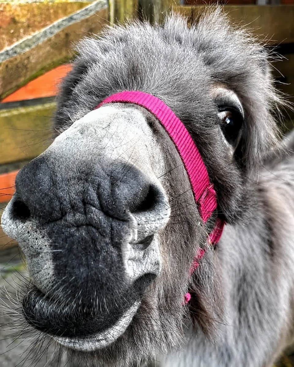 Miscellaneous