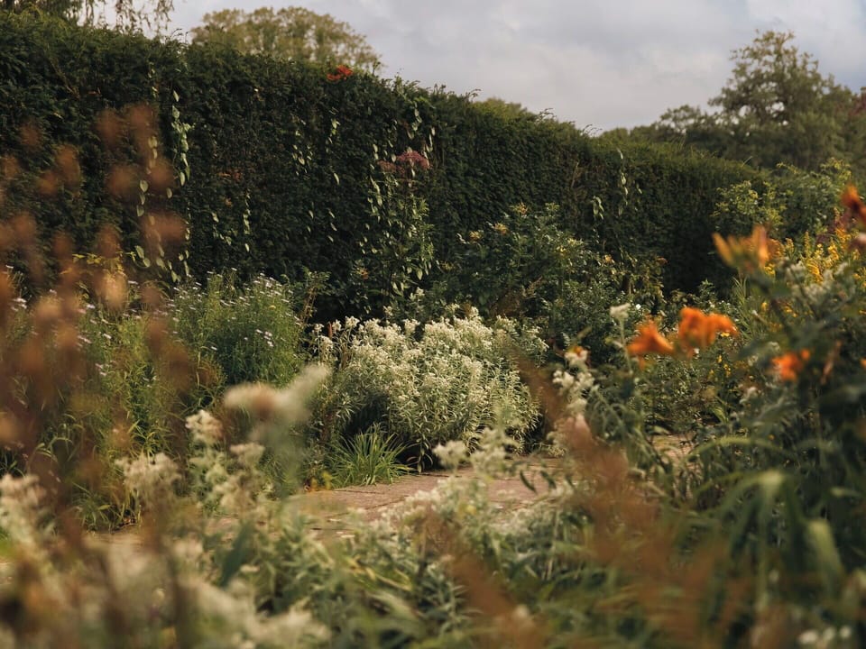 Nature, Leaf, Vegetation, Shrub, Plant Community, Garden, Groundcover, Sunlight, Wildflower, Herbaceous Plant