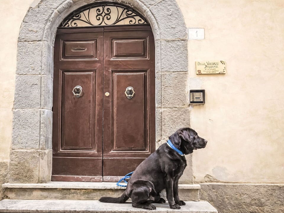 Door, Home Door, Door Handle, Canidae