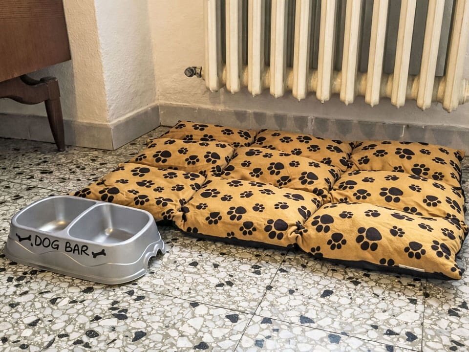 Floor, Canidae