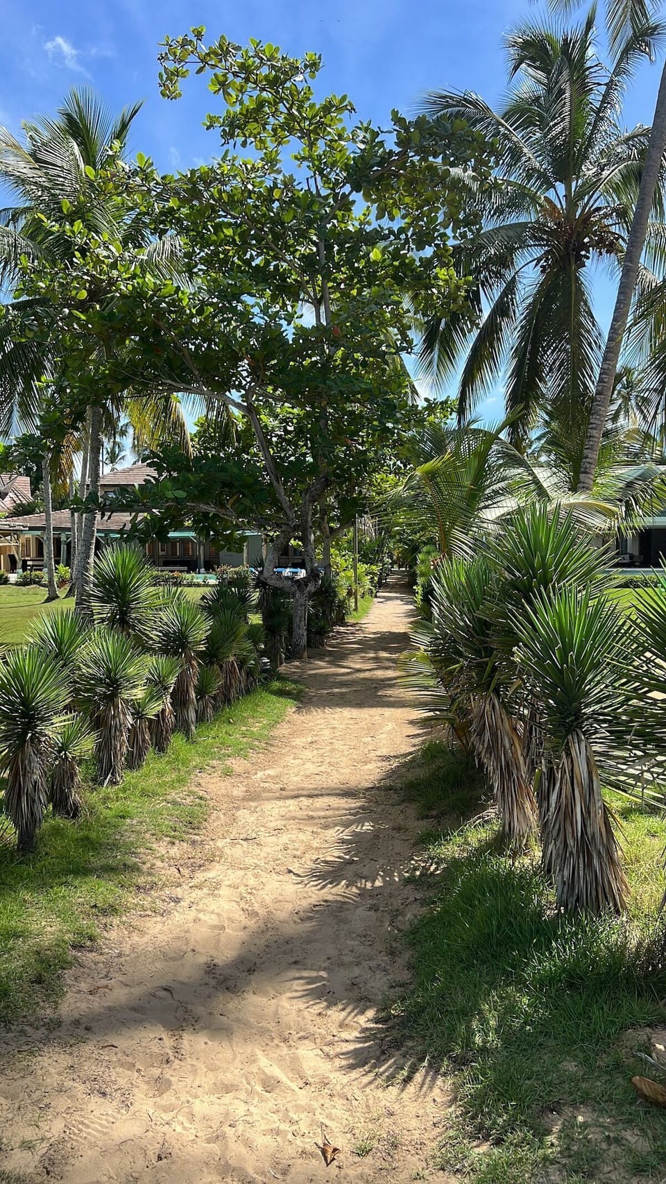 Path to beach