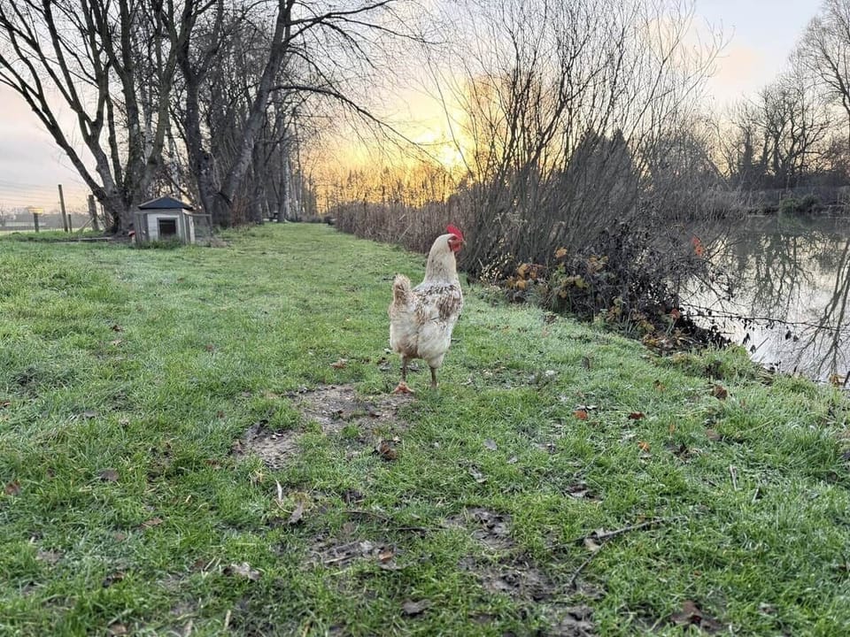 Meet Wendy the chicken, our friendly resident at the Chad Lakes estate.