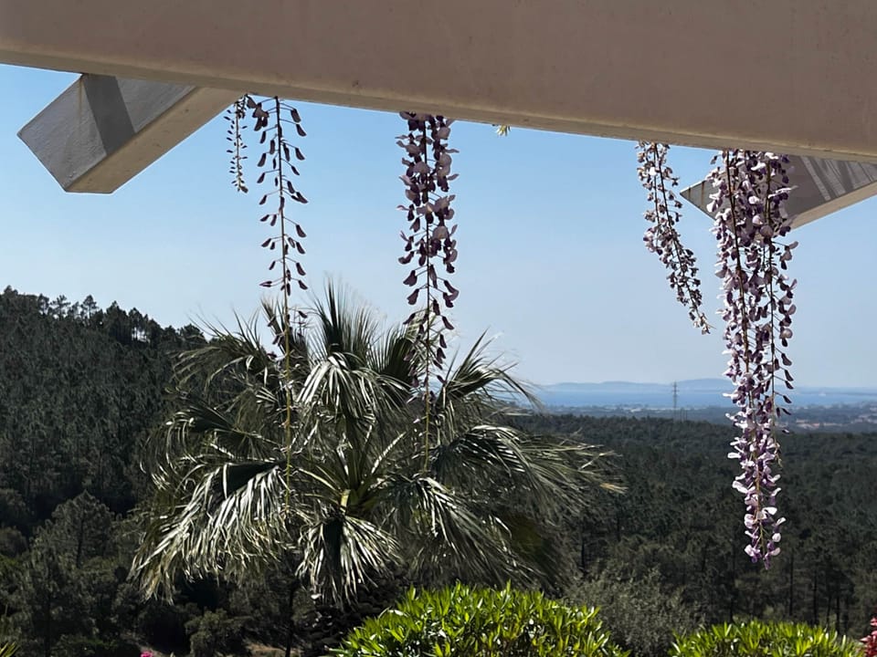 Vue mer glycine palmier