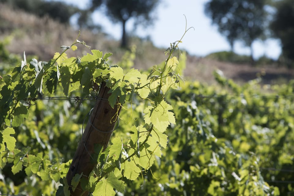 Winery