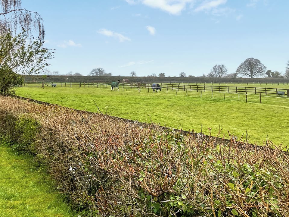 Garden | Sunnyside, Ashmore, near Shaftesbury,