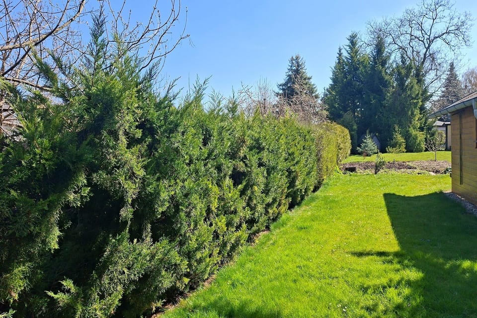 Garden [summer]