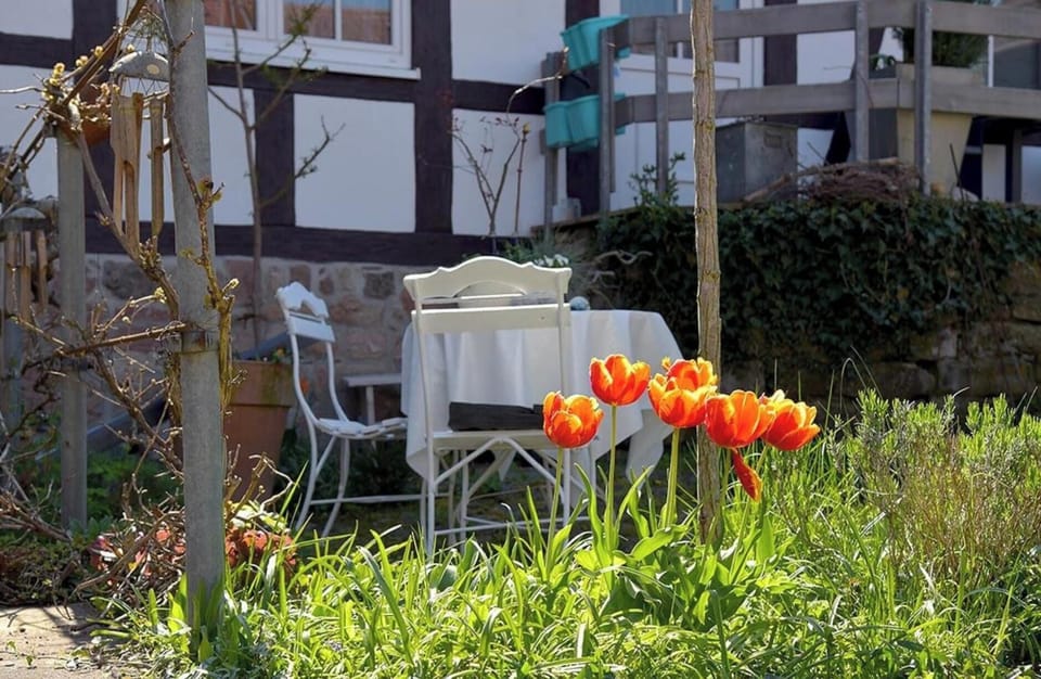 Garden [summer]
