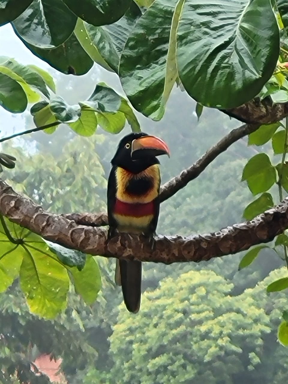 friendly toucan visitor