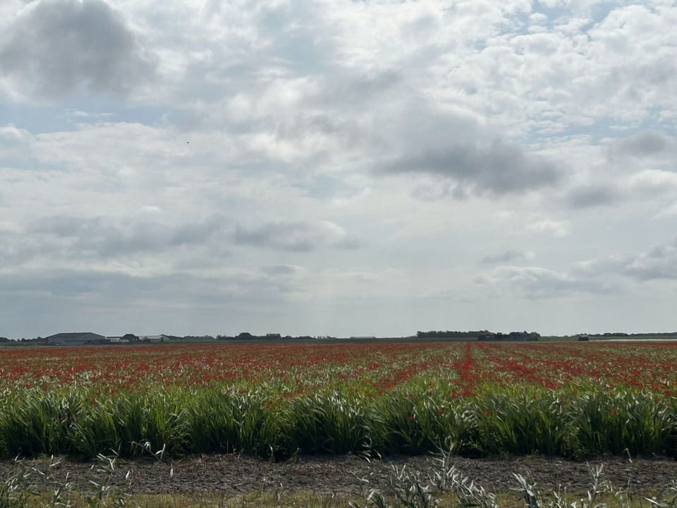 Cloud, Sky, Plant, Ecoregion, Natural Landscape, Grass, Agriculture, Cumulus, Plain, Horizon