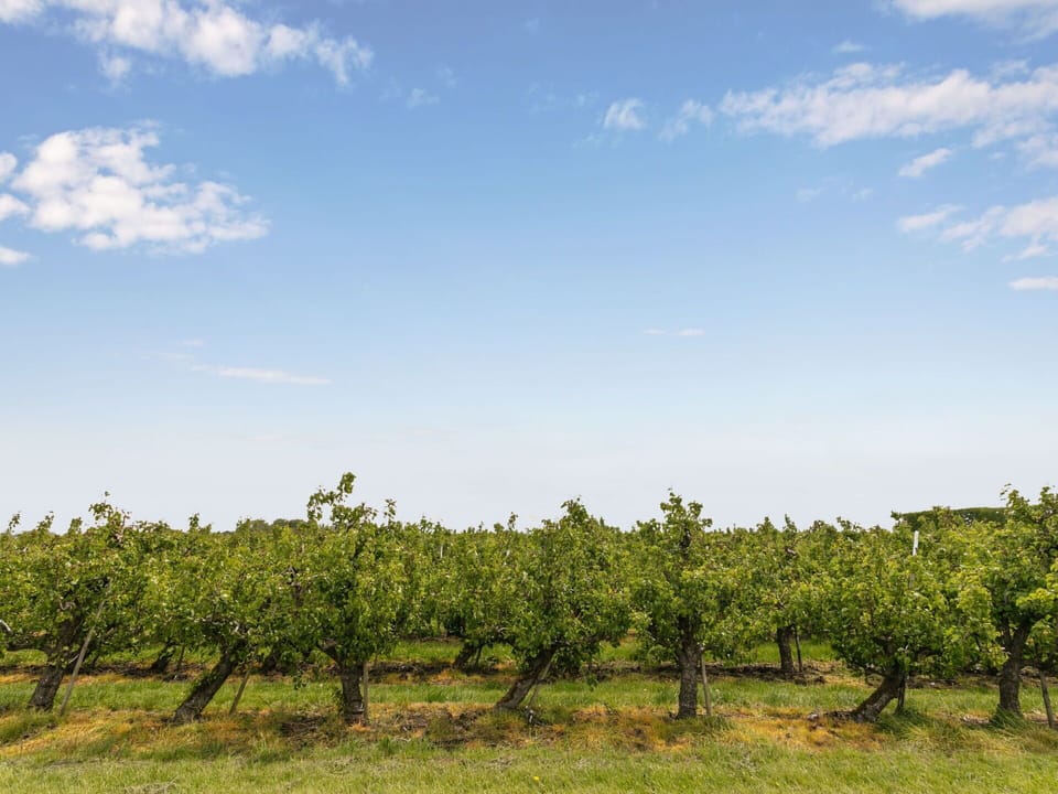 Cloud, Sky, Plant, Natural Landscape, Agriculture, Cumulus, Grass, Plain, Horizon