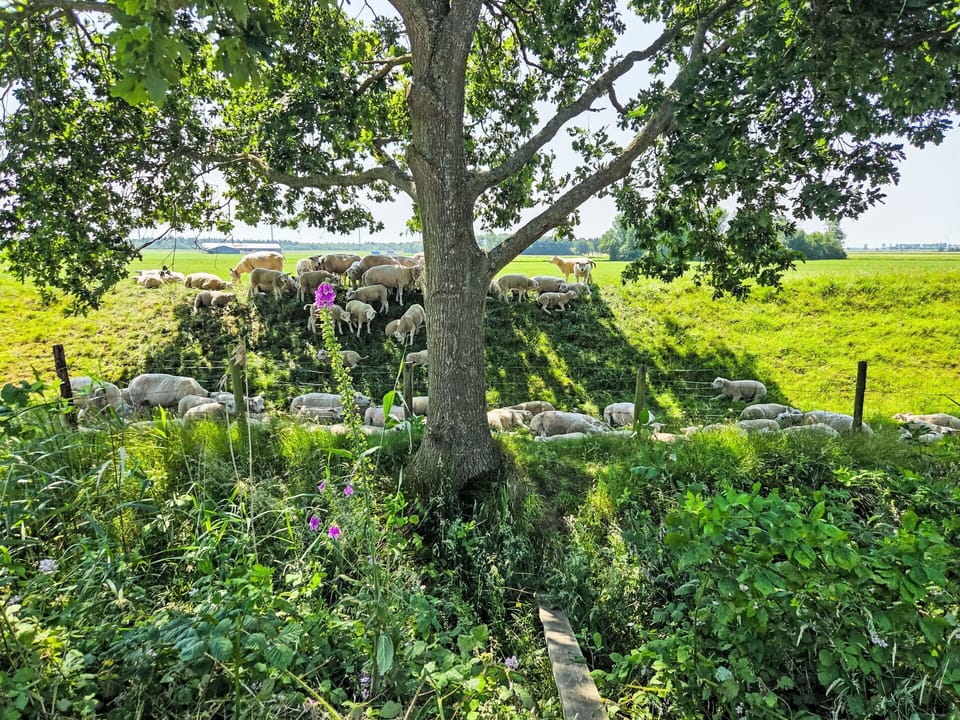 Green, Vegetation, Natural Landscape, Shrub, Grassland, Plant Community, Groundcover, Rural Area