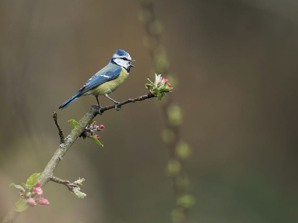 Outdoor area | Liberty - Treehouses, Chipping Norton