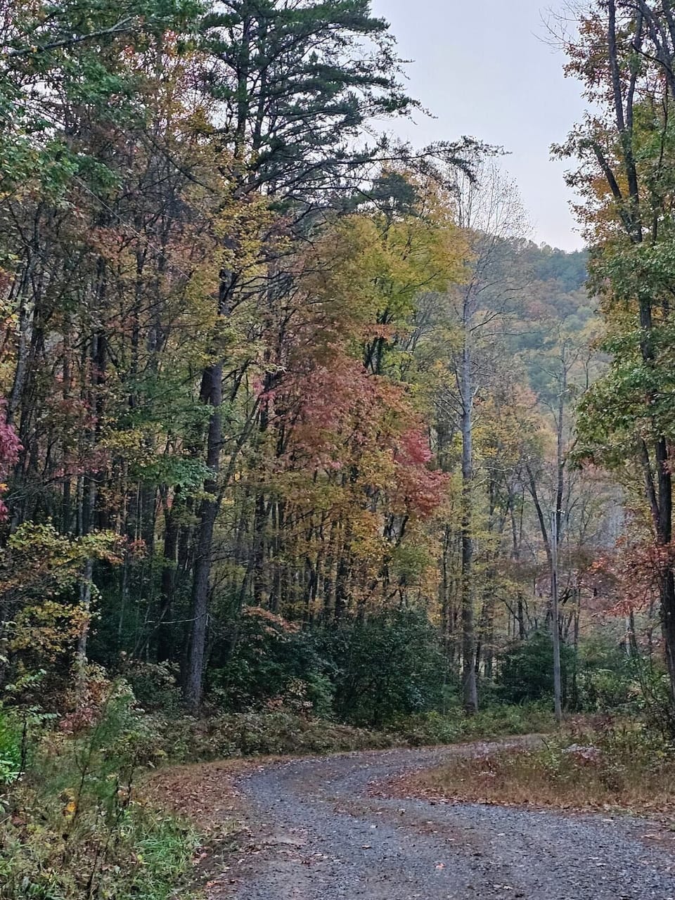 The view of the top of the mountain from the fork in the driveway