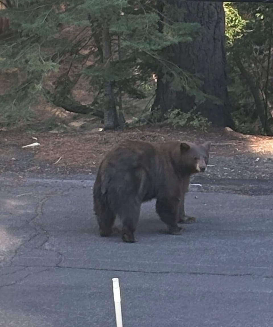Our bears are friendly and if you're lucky you will see one walk by. 