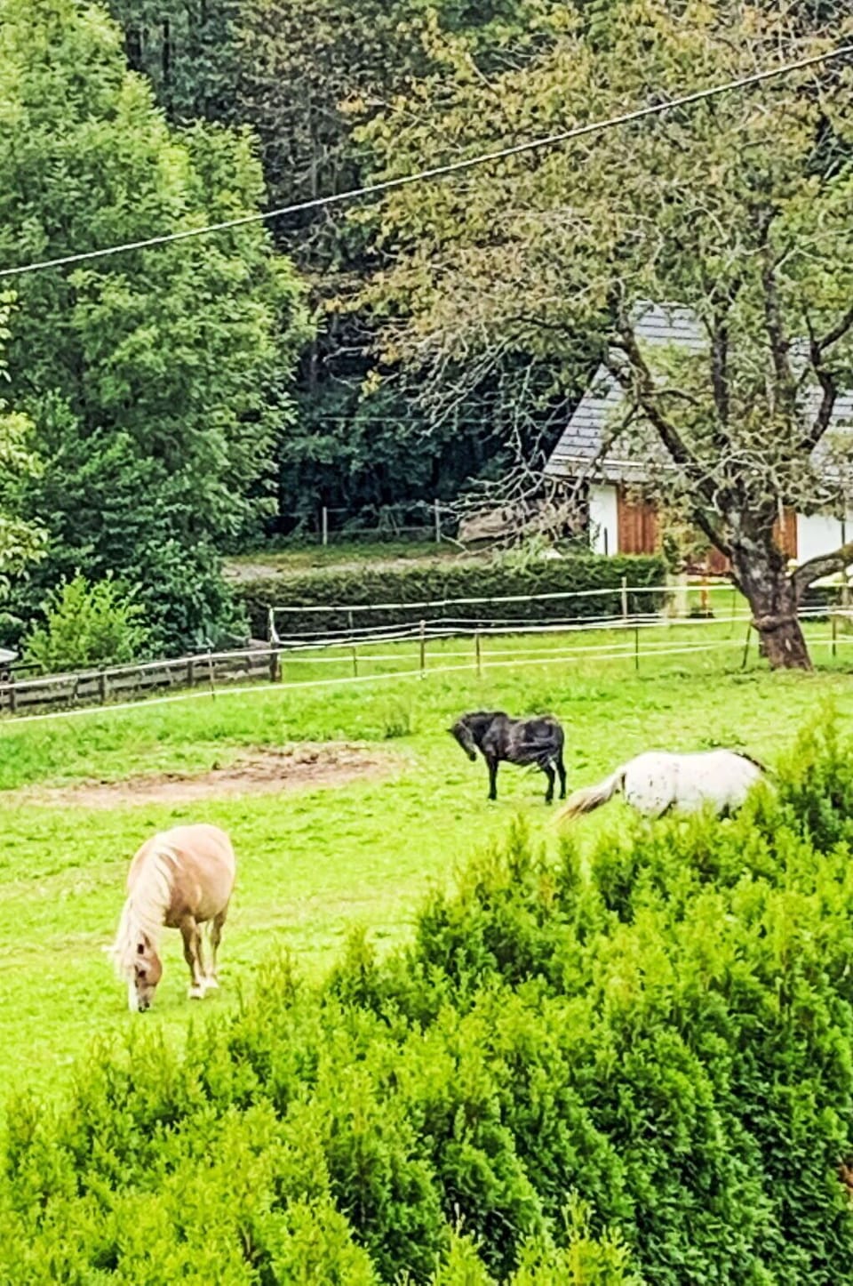 Shrub, Grassland, Pasture, Grazing, Rural Area, Groundcover, Garden, Meadow, Livestock