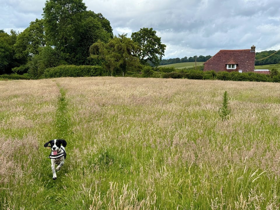 Holly Cottage, a dog's paradise, with endless walks straight from the front door