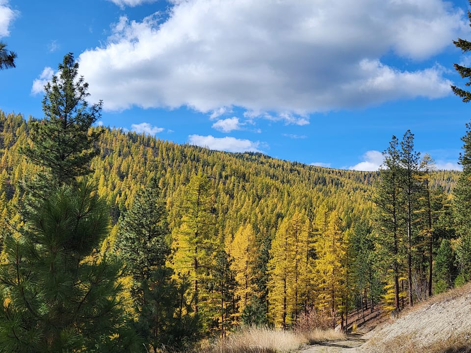 Fall View