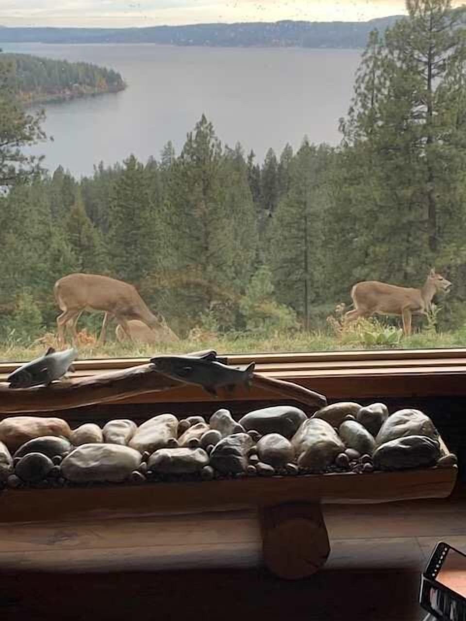 Deer Passing By Living Room Window