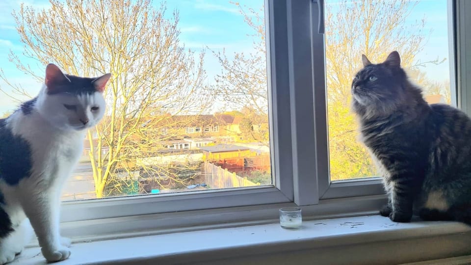 if you are kitty lover and you can let them in they love views too and love give cuddles guests