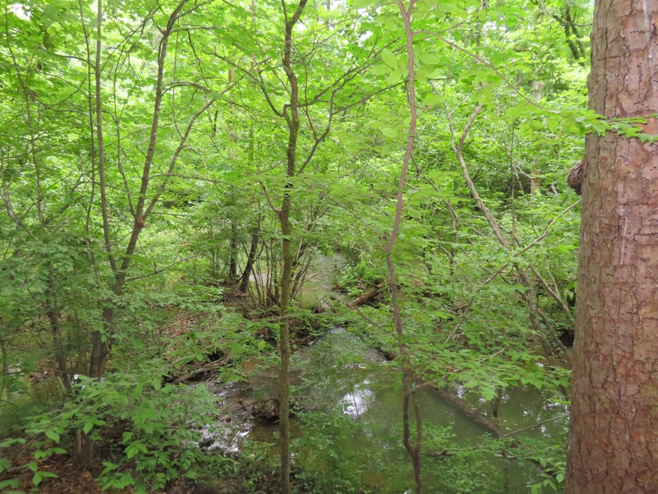 Creek behind Cabin