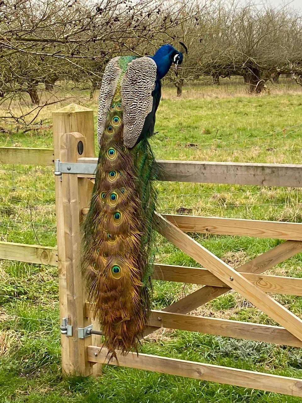 1 Mogwai the Peacock