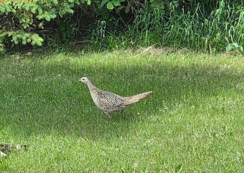 Female pheasant in the yard