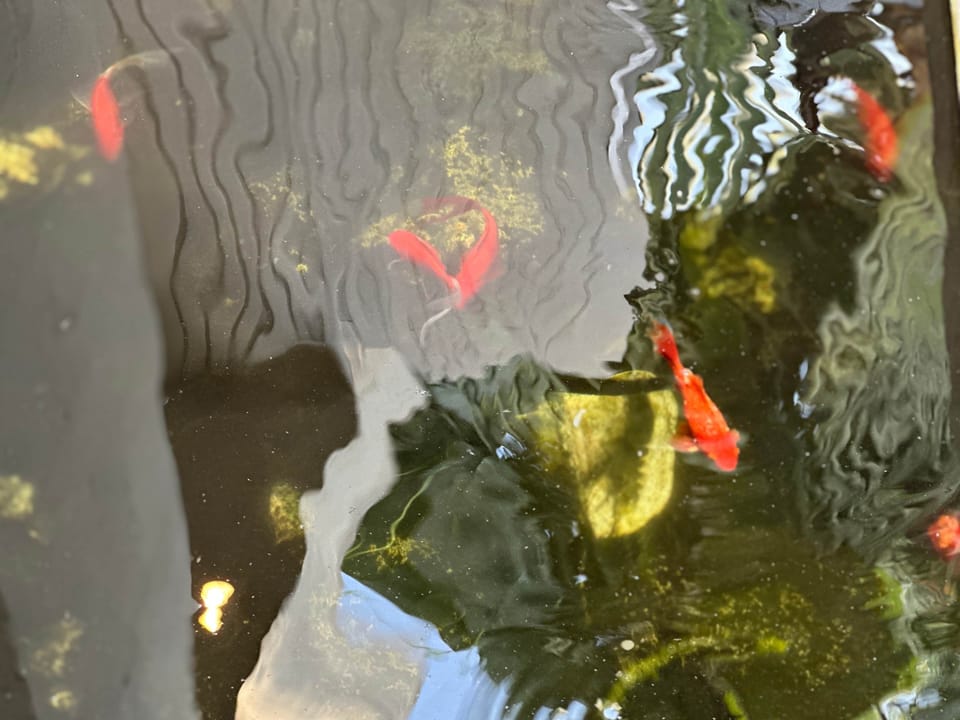 Lucky Golden fish at the entrance for Positive Vibes and Peacefull Stay