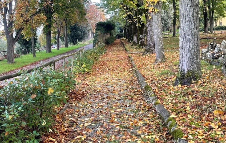 Leaf, Tree, Nature, Autumn, Trunk, Woodland, Groundcover, Walkway, Woody Plant, Trail