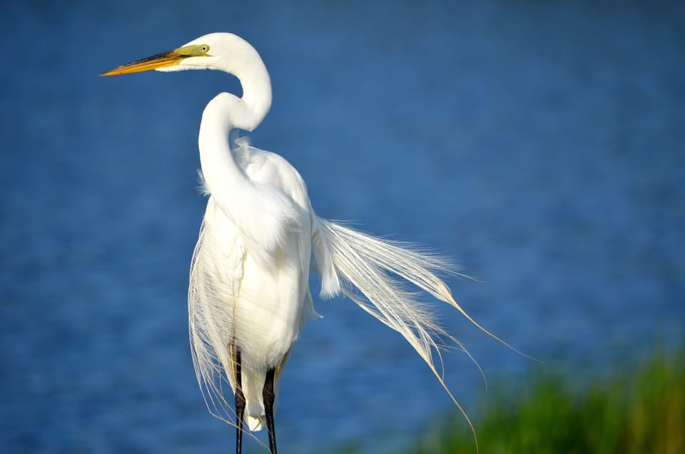 Birds of Huntington Beach State Park 