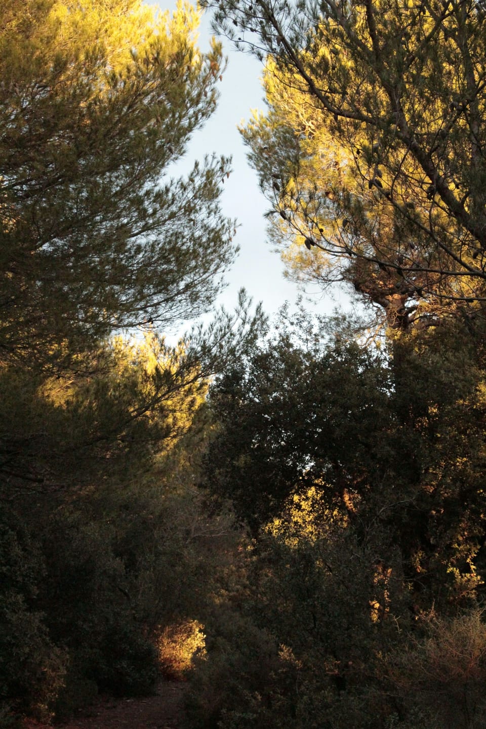 Shaded trails wind through the pine garrigue surrounding the village — lace up and explore on foot