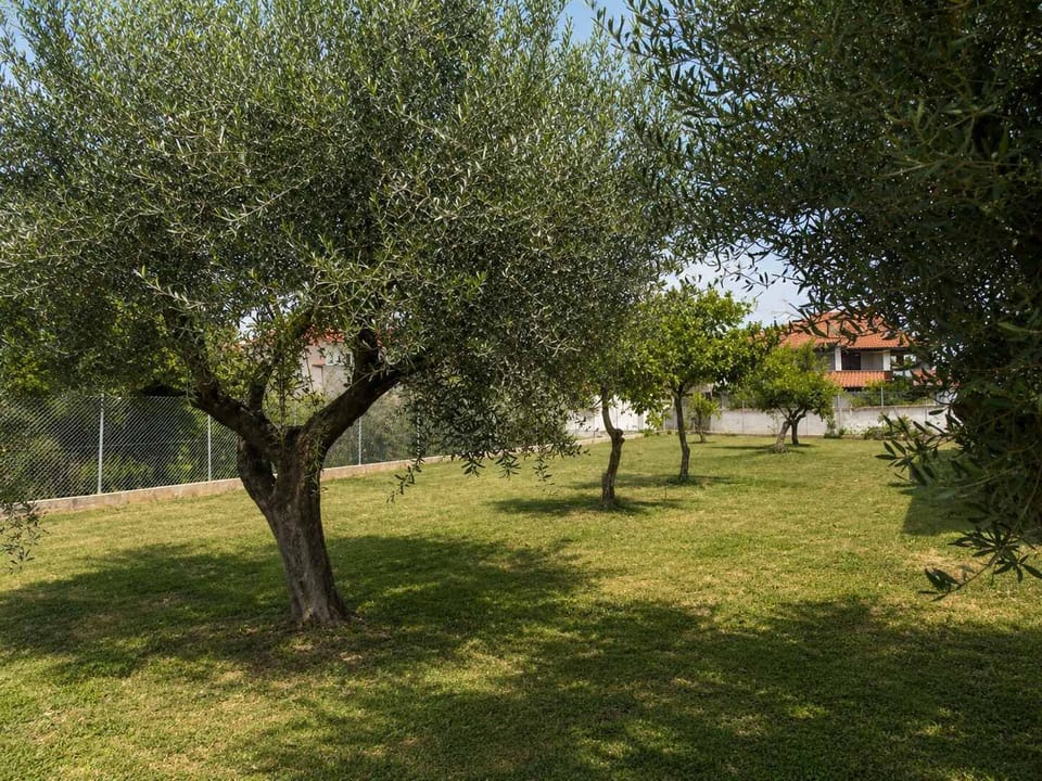 The garden is spread out among olive trees, creating a quiet outdoor setting where you can walk or sit and enjoy the natural surroundings.