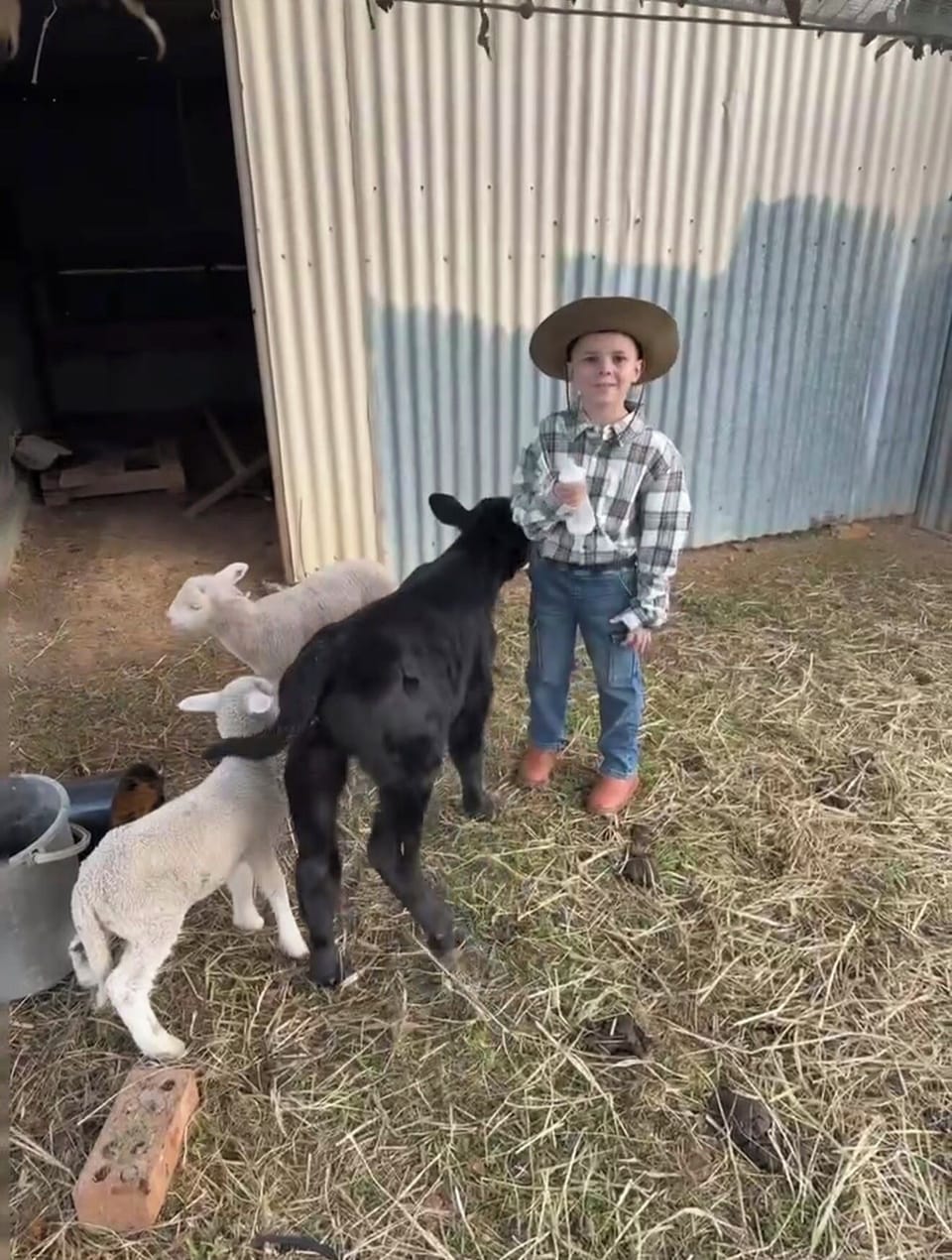 Pet-friendly