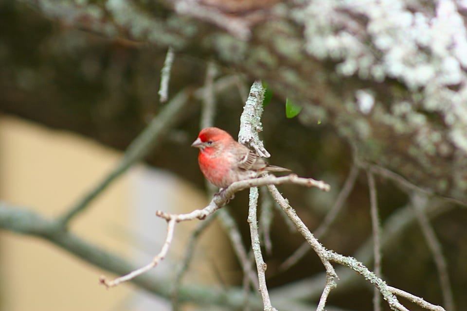 House Finch on a limb in front of Balcony Patio. Great bird watching!