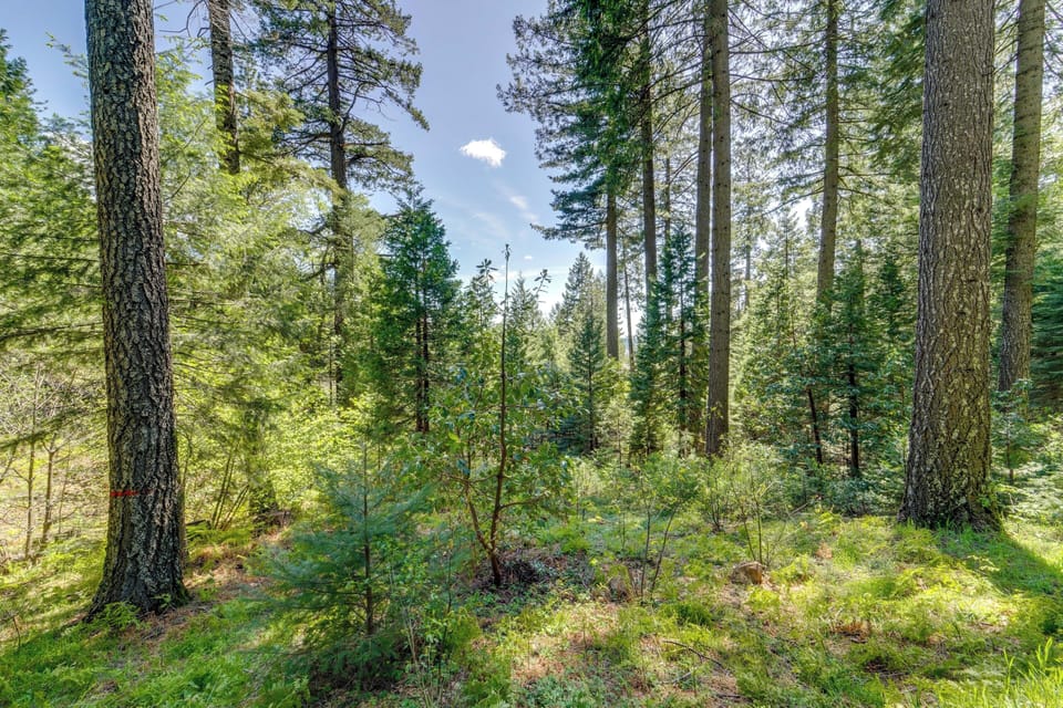 Wooded Surroundings