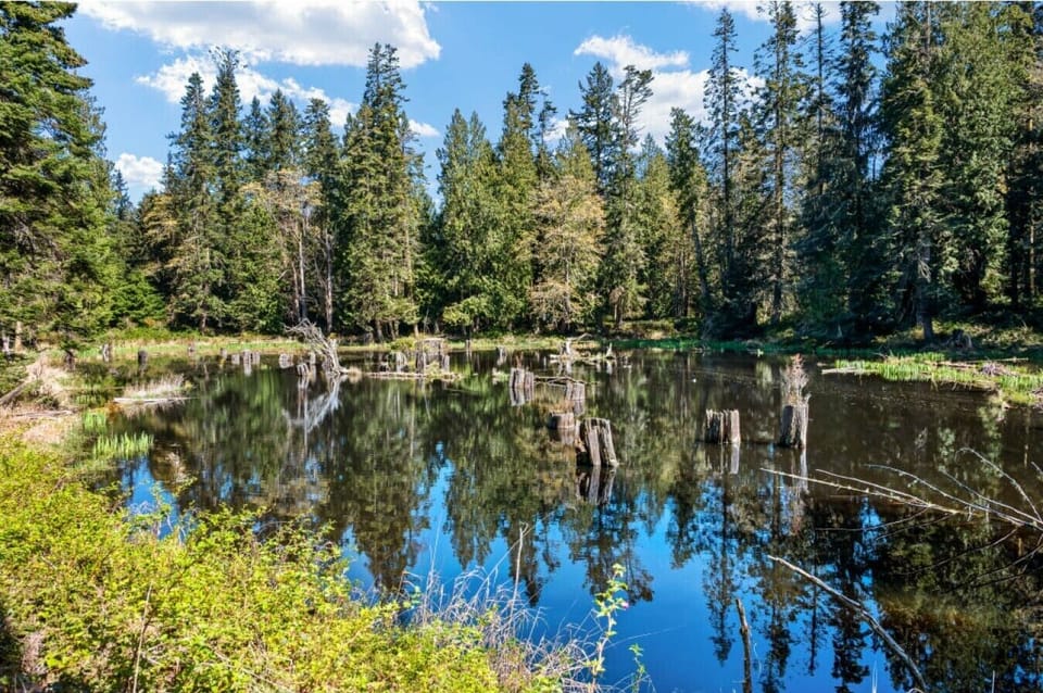 Nearby Scenic Area | Woodland Pond & Reflections | Quiet Setting