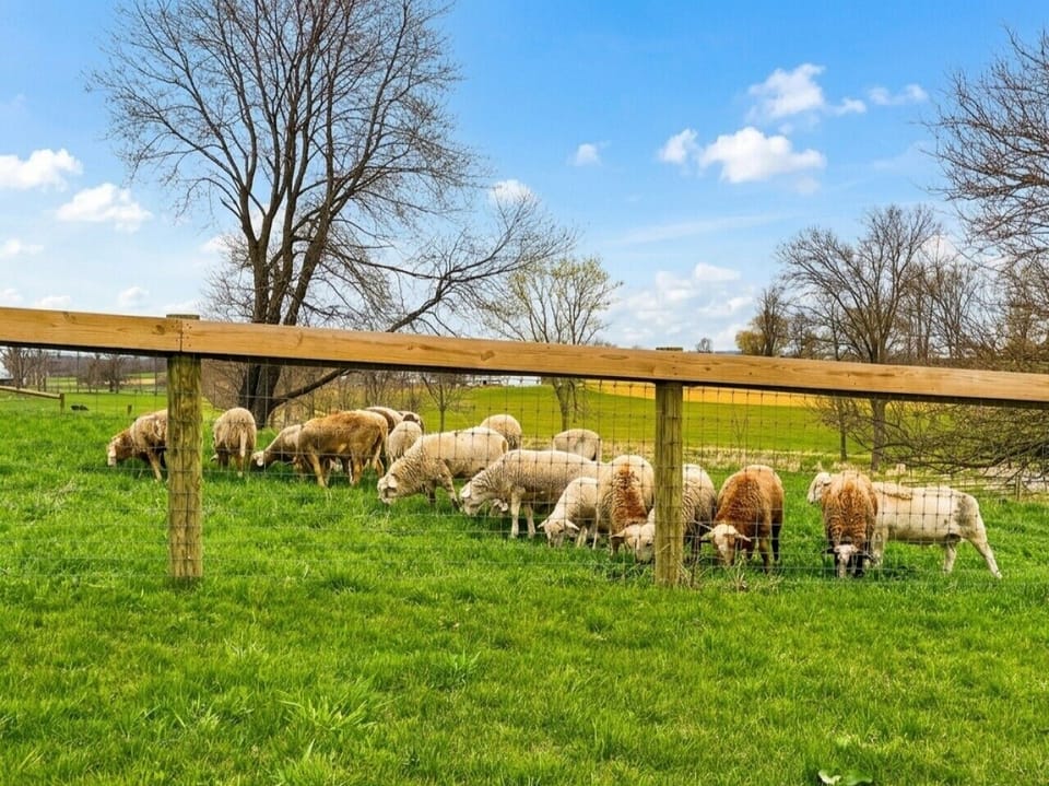 Sheep grazing in the Farm Pasture