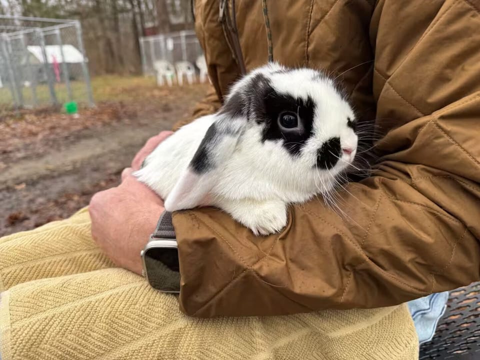 Book an animal class with the bunnies, chickens and goats!
