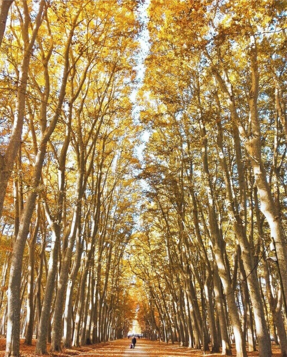 Parc Devesa otoño