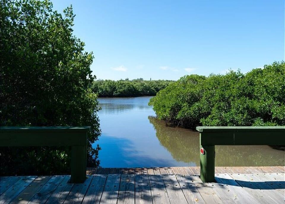 Tranquil waterway winds through lush mangroves, offering peaceful views from the wooden observation deck.