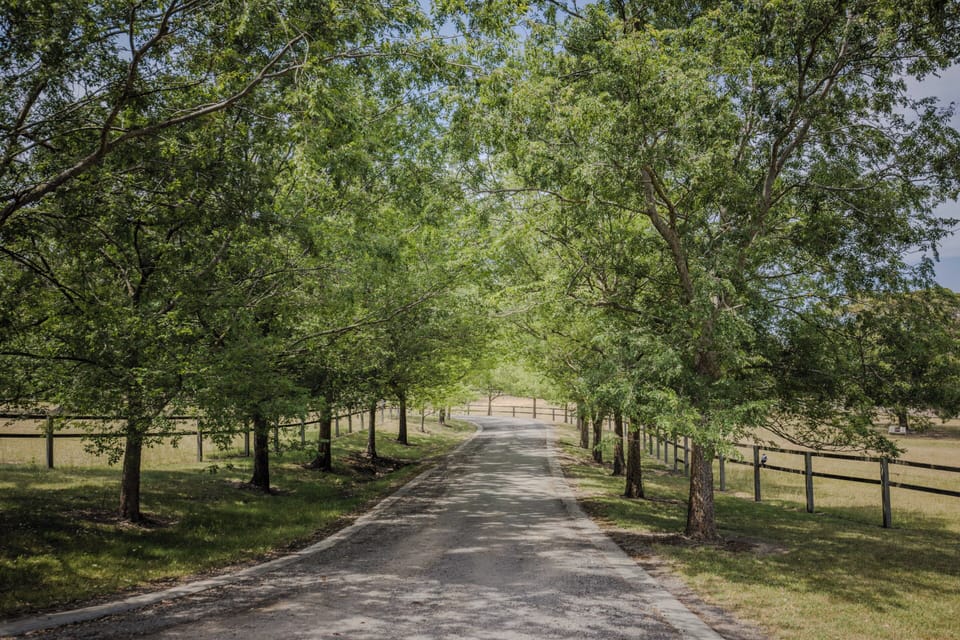 Tree lined driveway