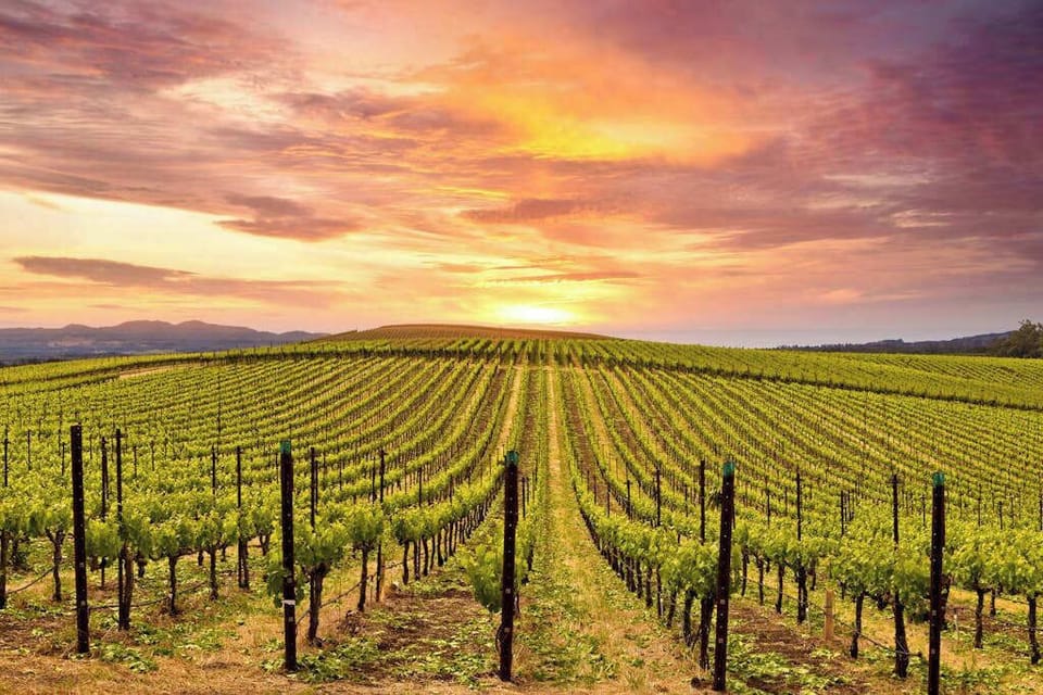 Endless rows of Napa Valley vines stretch toward a golden sunset — your Silverado suite puts you in the heart of wine country