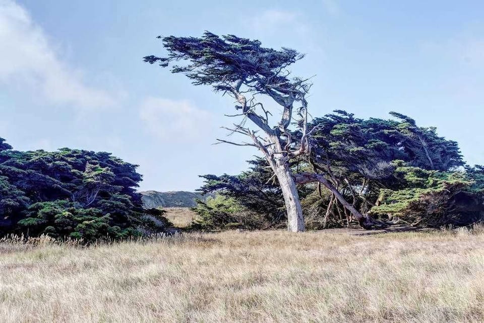 Windswept cypress trees frame the rugged Sonoma Coast landscape, just a short drive from your bayside cottage.