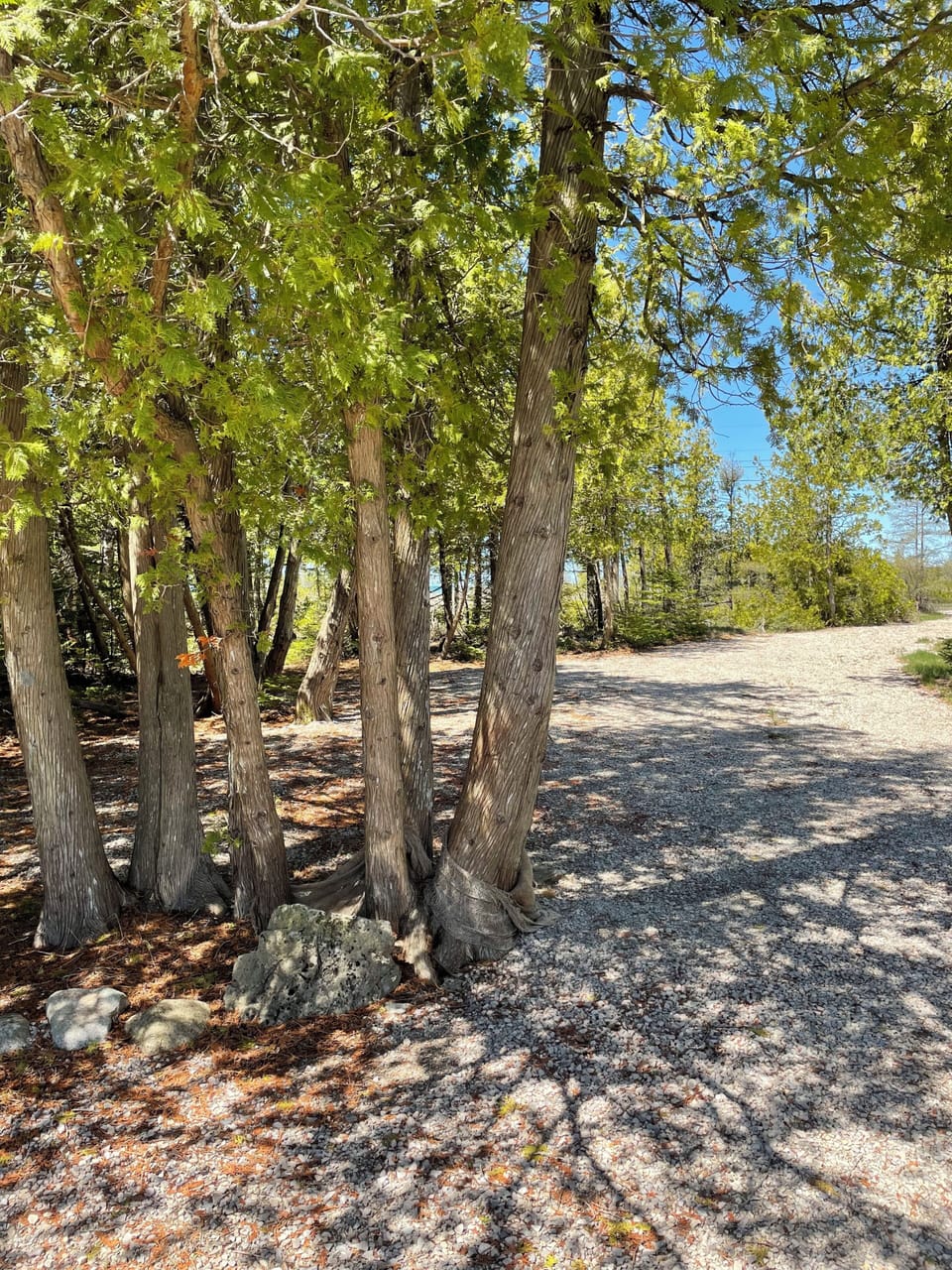 Shaded, tree-lined driveway welcoming you to the cottage