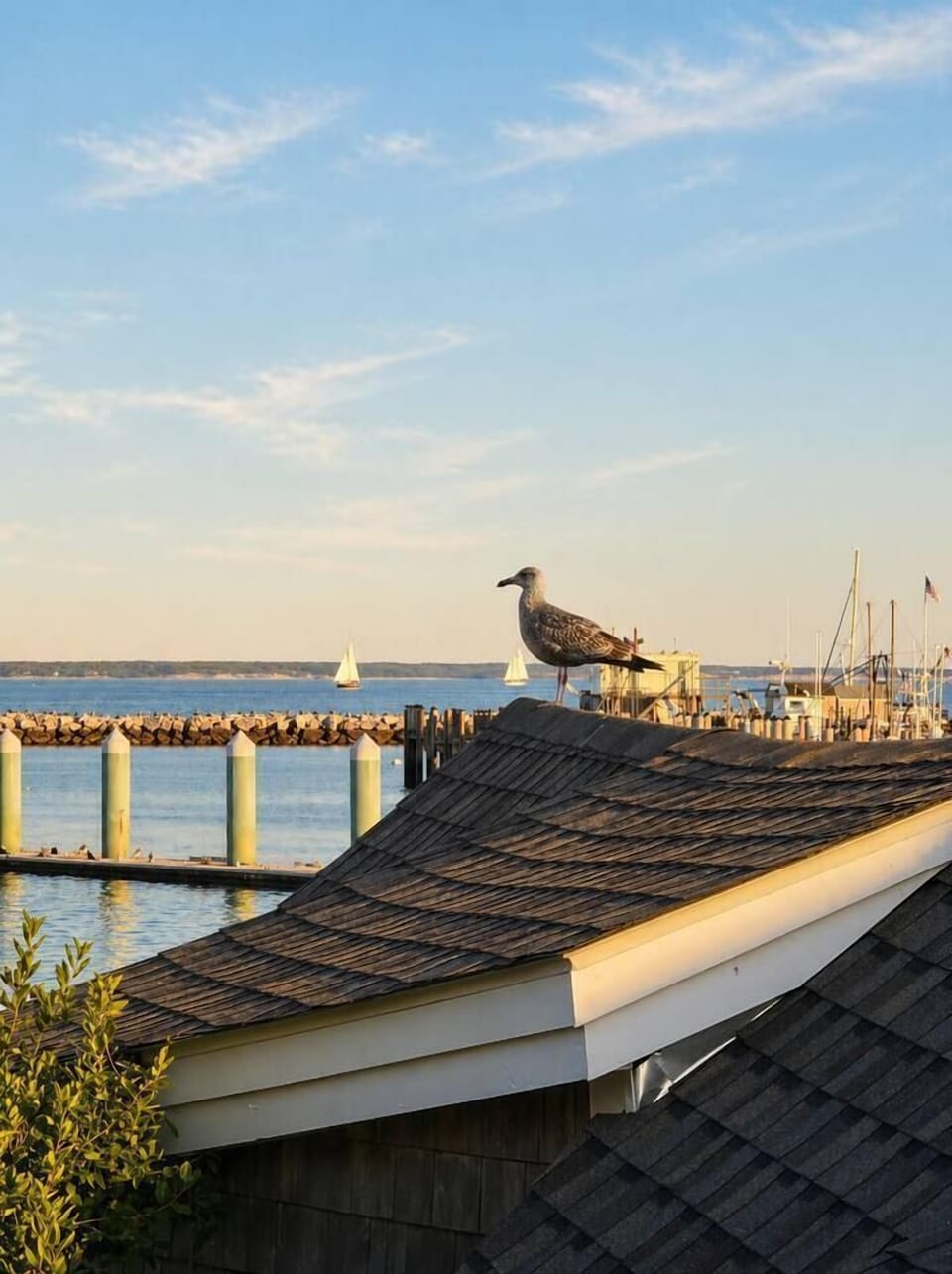 Scenic harbor view with sailboats and coastal wildlife right outside