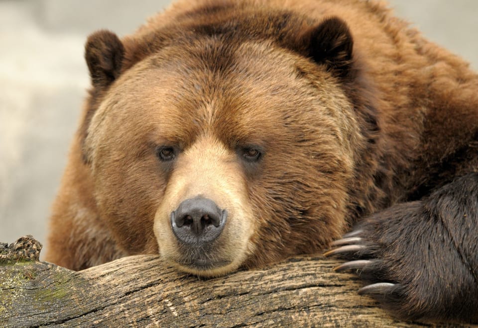 A grizzly bear encounter — the wild heart of Yellowstone awaits you