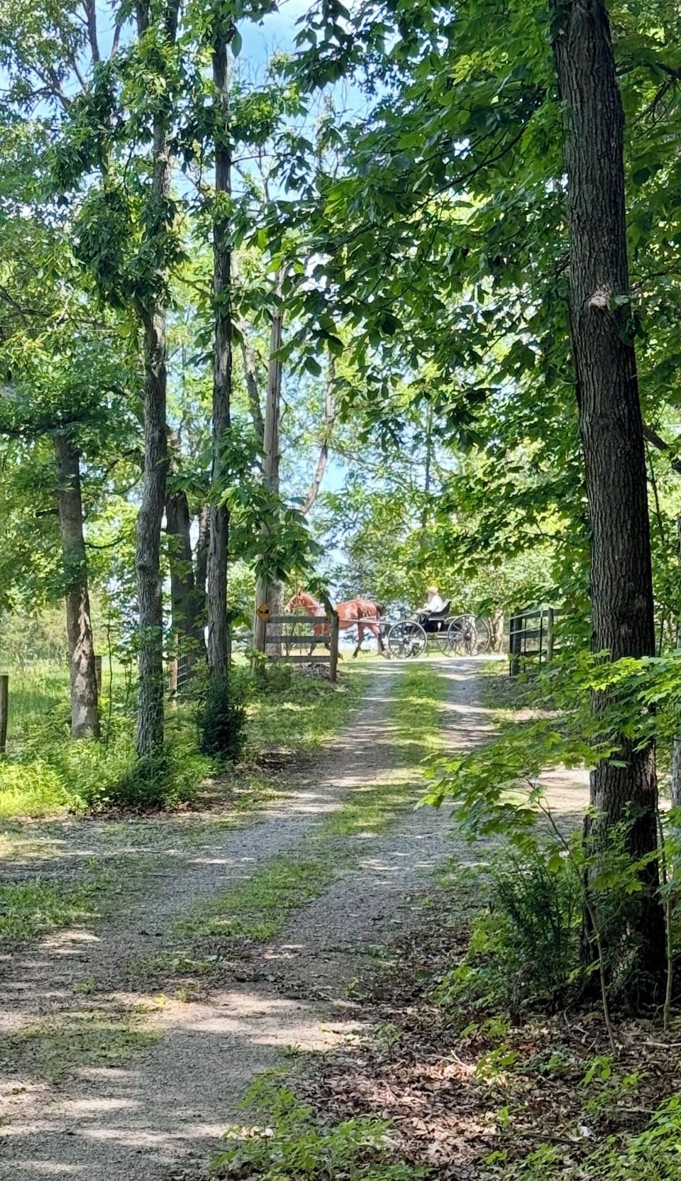 Sit by the fire-pit or on the front porch and watch the Amish horse and buggies