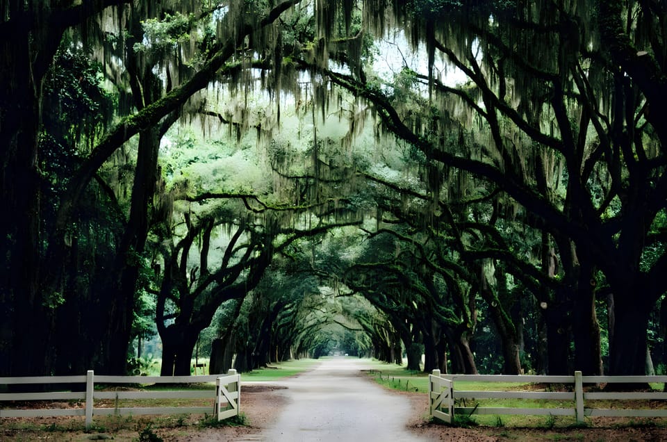 Explore Wormsloe Historic Site, oak avenue, Spanish moss, and trails