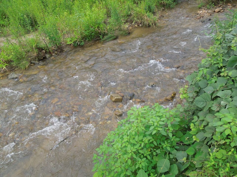 Stream | Flowing Water | Lush Greenery