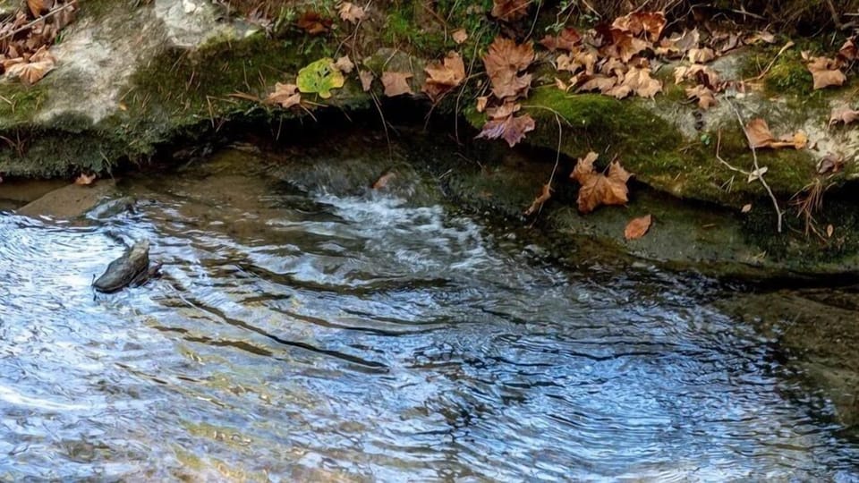 Next to the seasonal stream